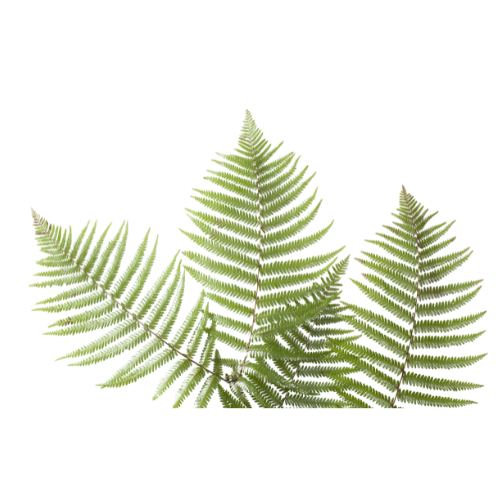 Ferns