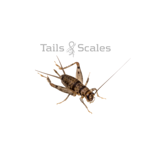 Insect Feeders