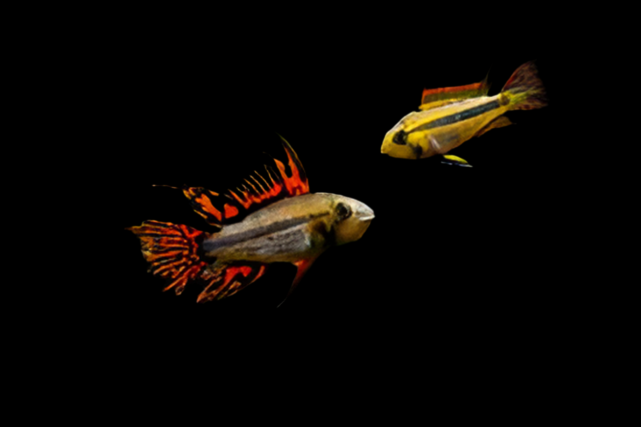 Apistogramma cacatuoïdes 'Double Rouge'