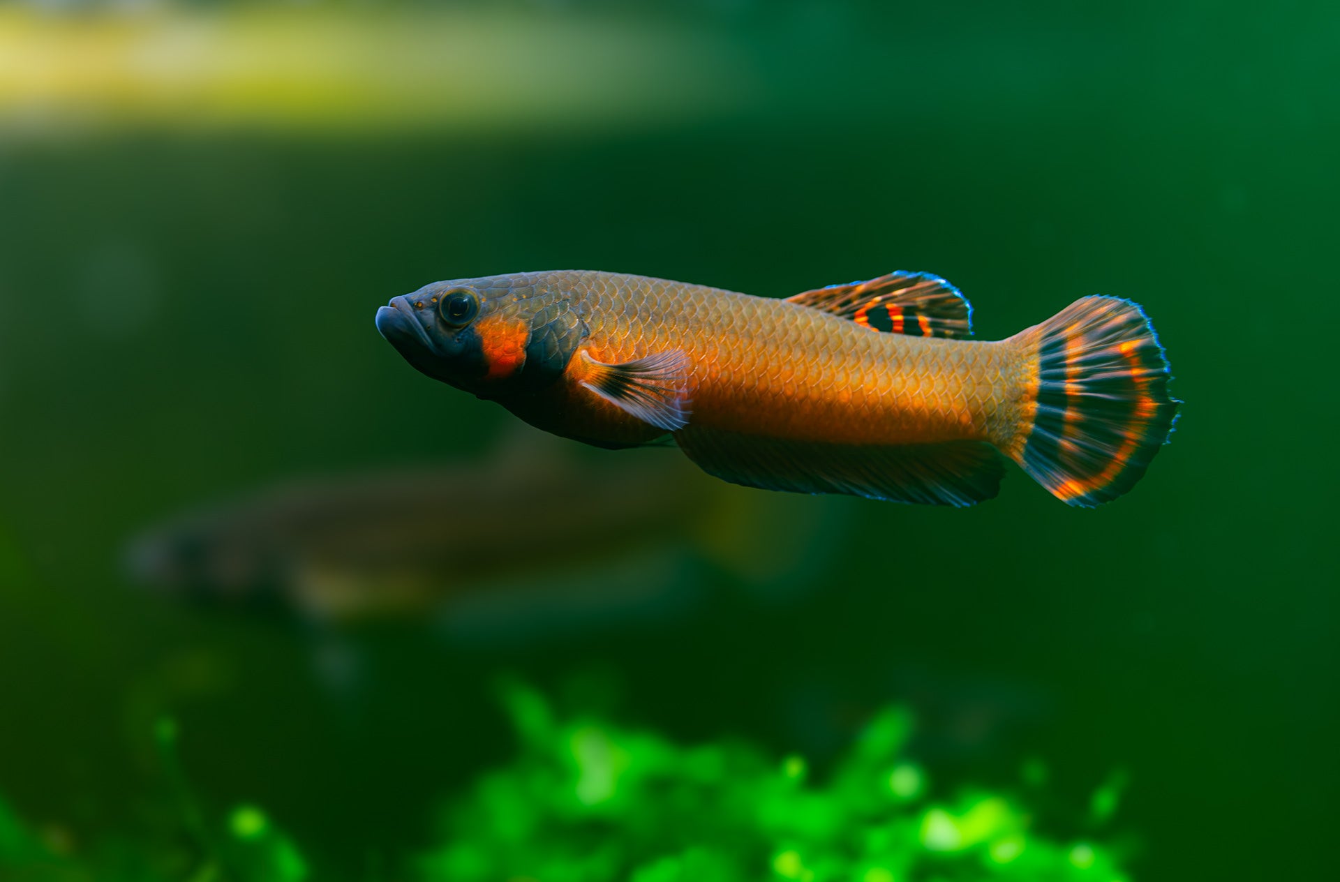 Betta macrostoma (PAIRE SEULEMENT)