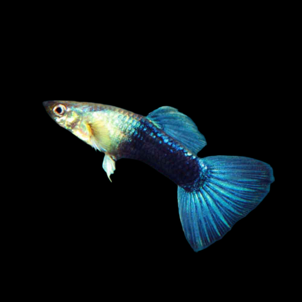 Guppy turquoise (mâle uniquement)
