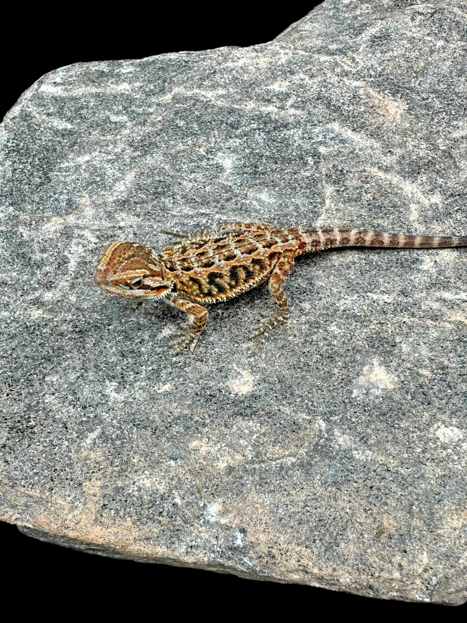 Bearded Dragon (Translucent High Colour Hypo)