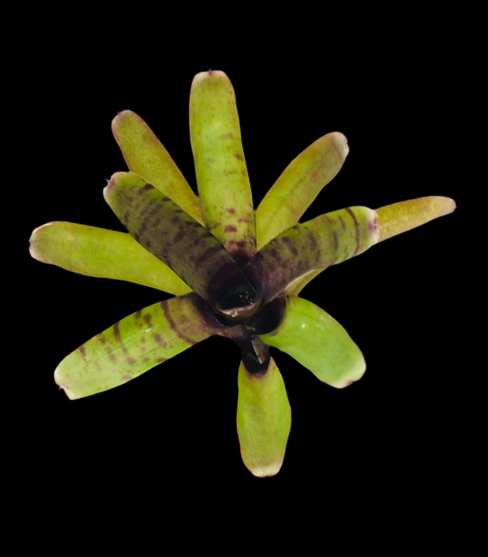 Neoregelia rubrifolia