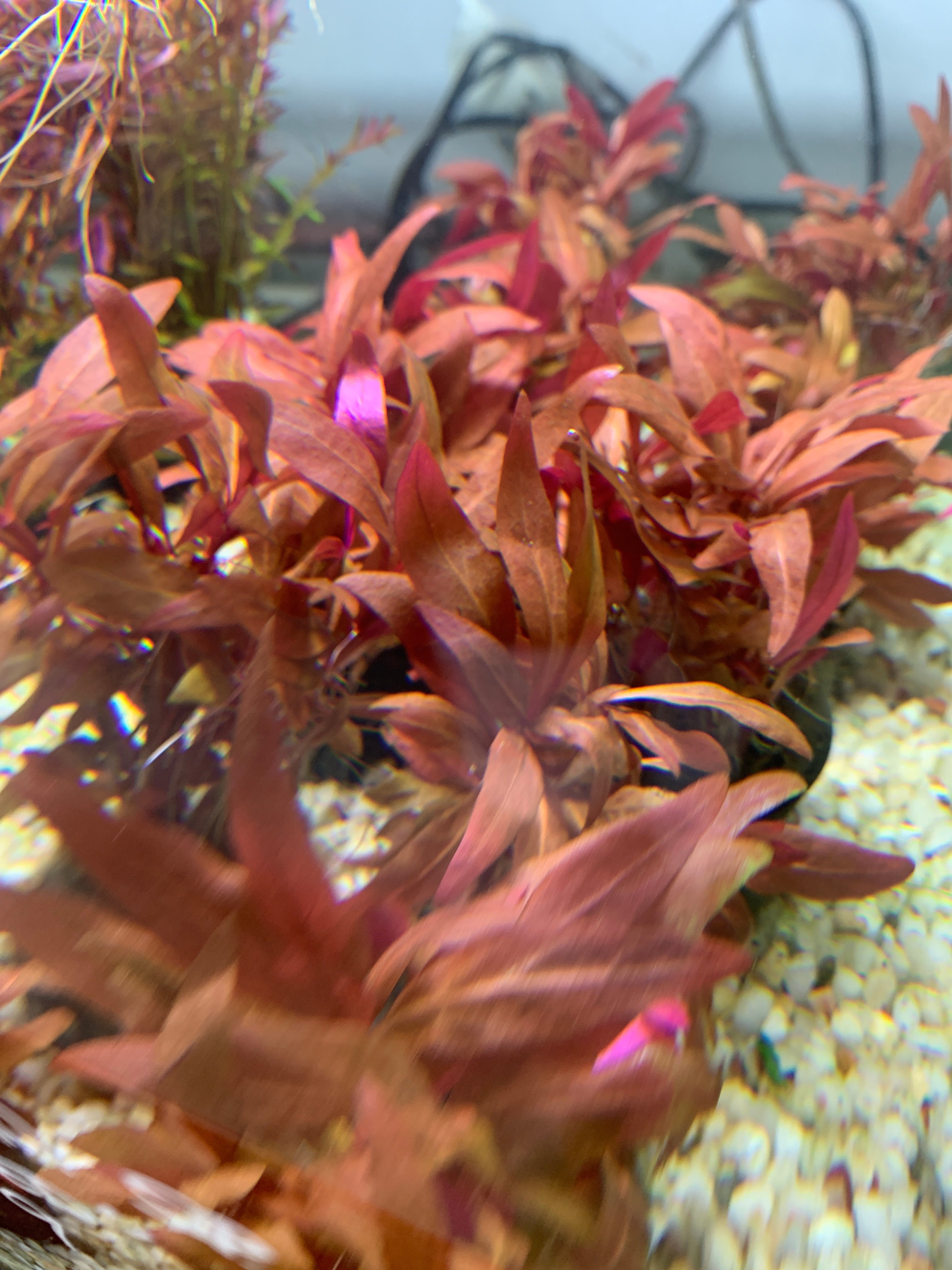 Alternanthera sp. 'Super Red' - Plante cultivée localement en pot