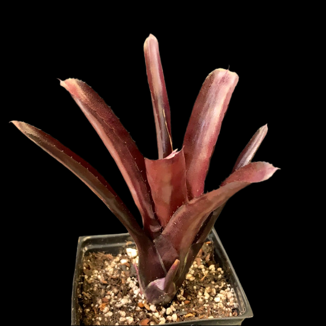 Neoregelia Superball x pauciflora