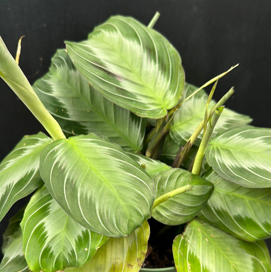 Plante de prière à bande argentée