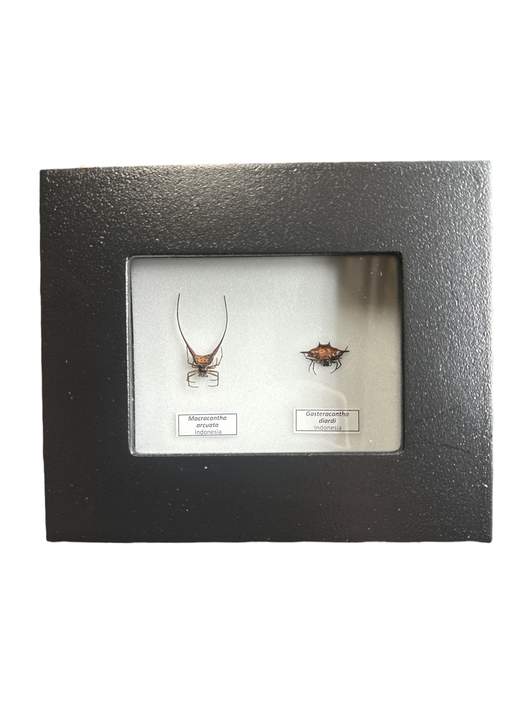 Araignées tisserandes (Gastarancantha diardi + Macracantha arcuata) - Cadre 2x3"
