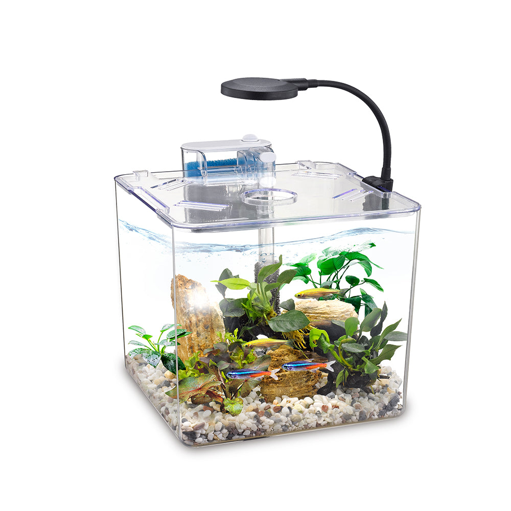Kit d'aquarium BettaBow 1 - 1 gal