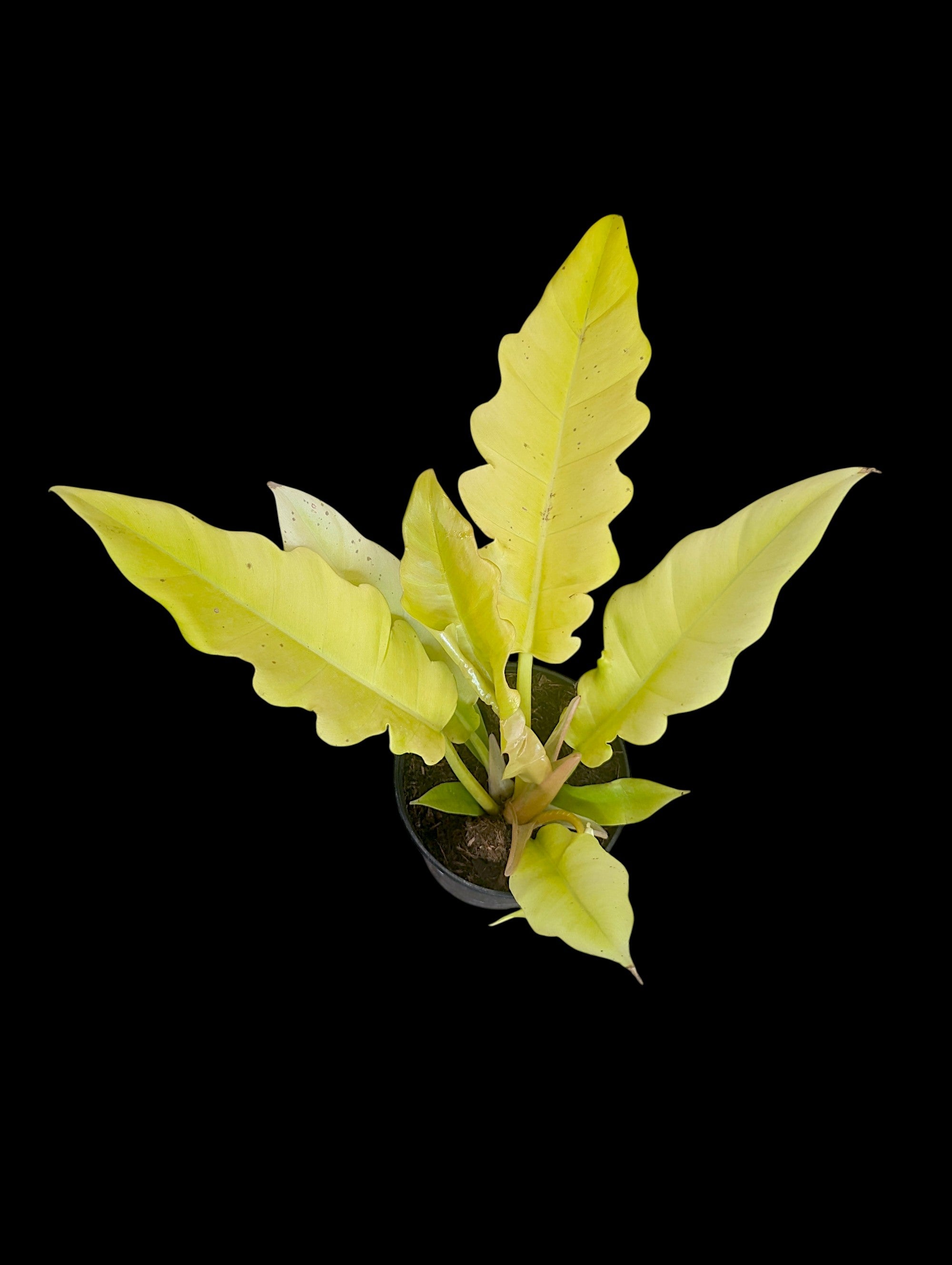 Philodendron Golden Crocodile