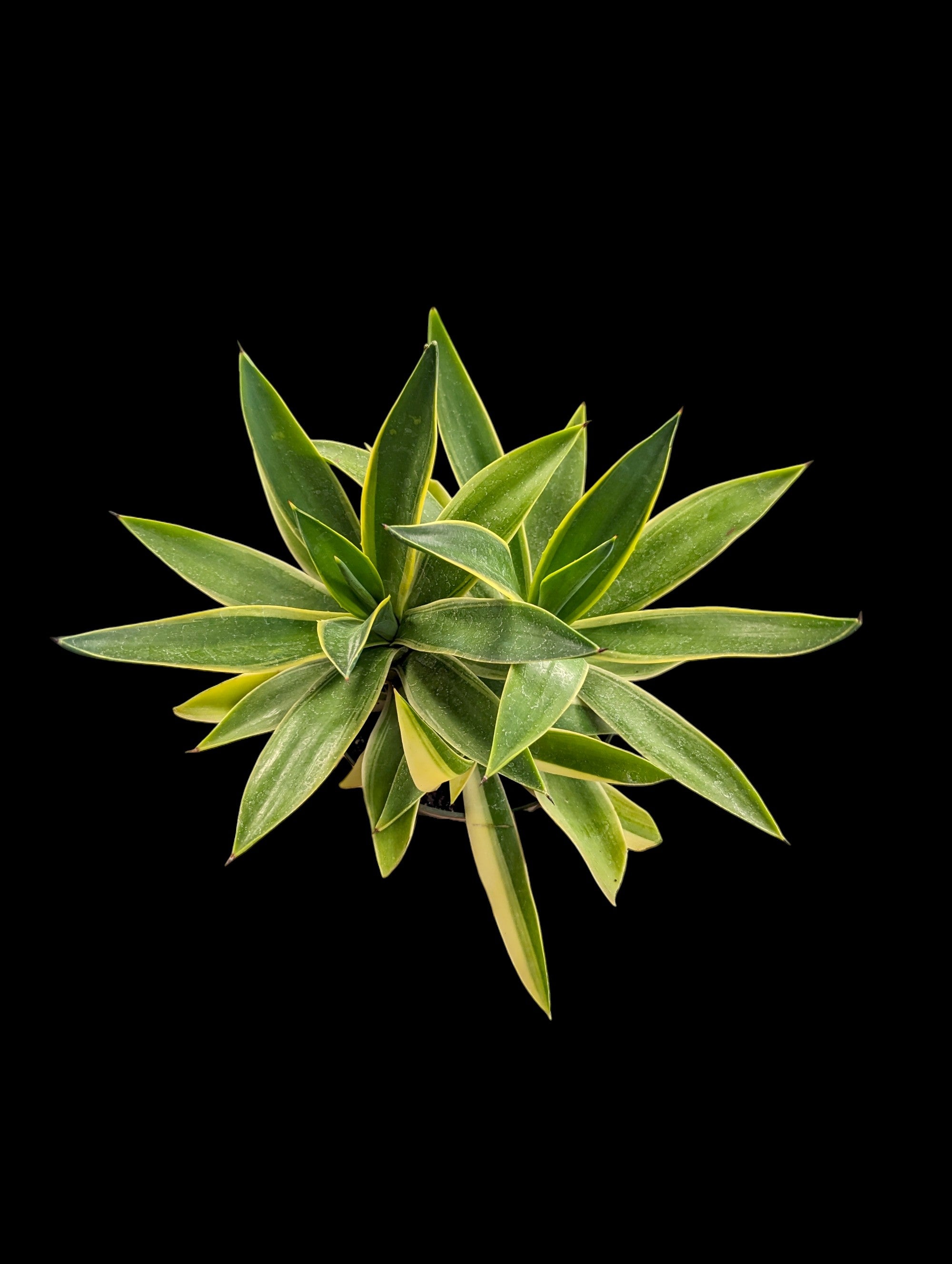 Agave Assorted