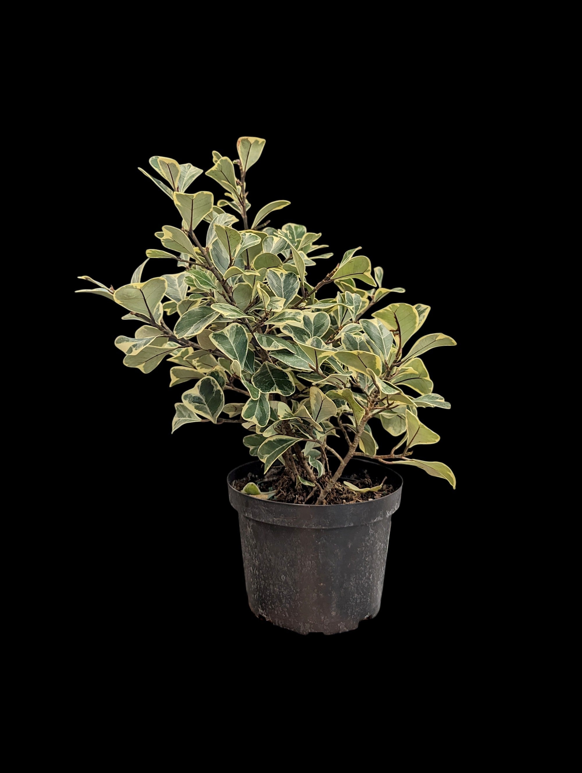 Ficus triangulaire 'Variegata'