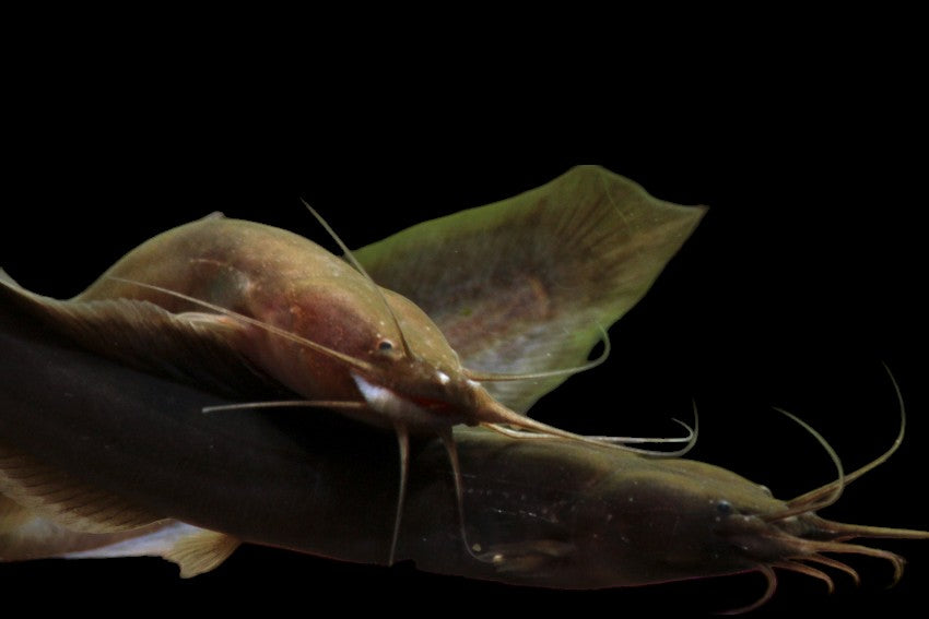 Poisson-chat anguille africain