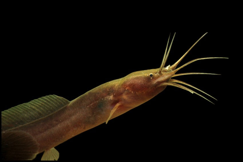 Poisson-chat anguille africain