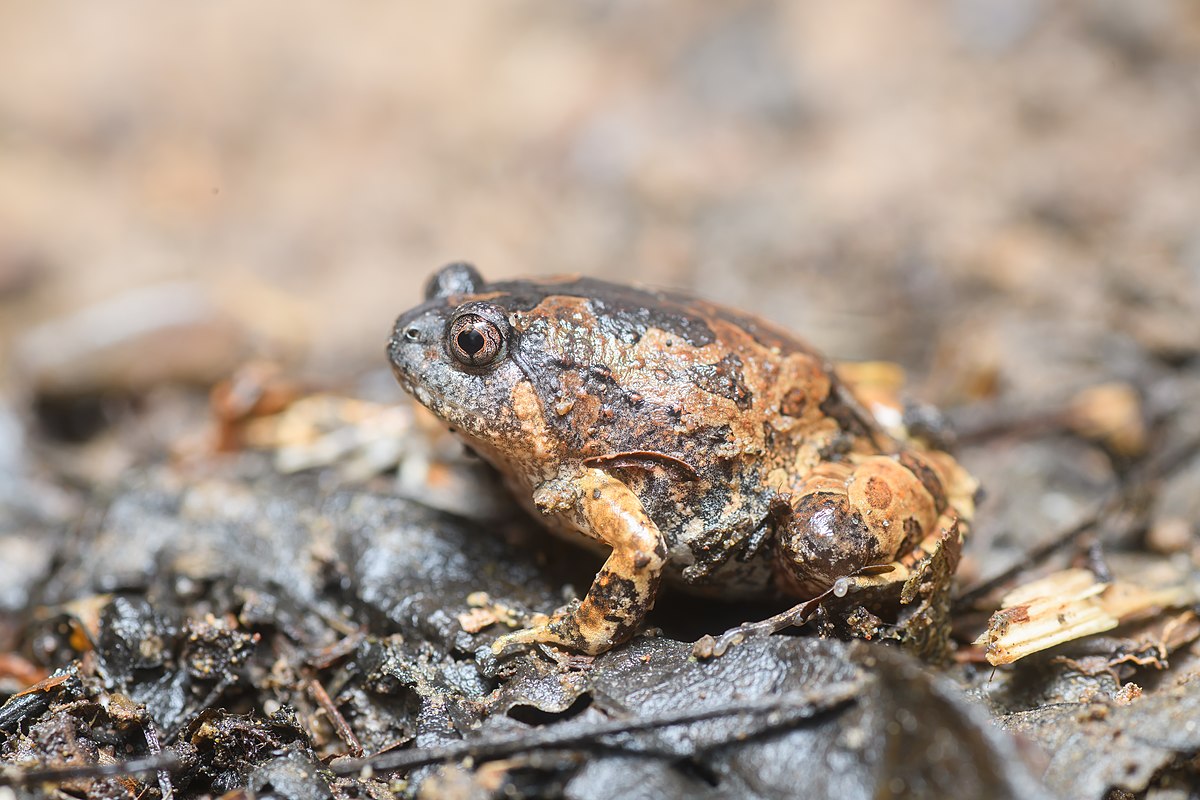 Grenouille trapue de Birmanie (Glyphoglossus guttulatus)