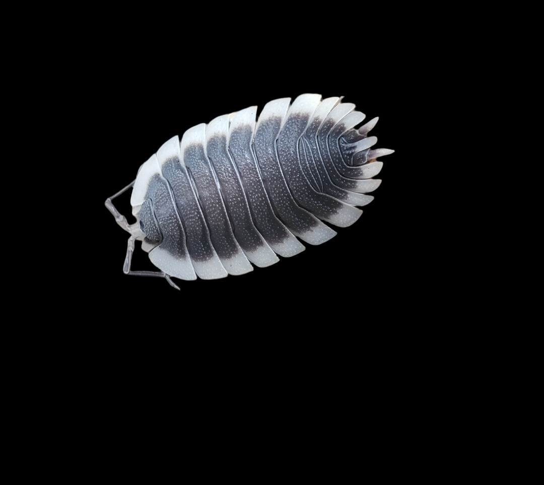 Porcellio werneri (Greek Shield Isopod)