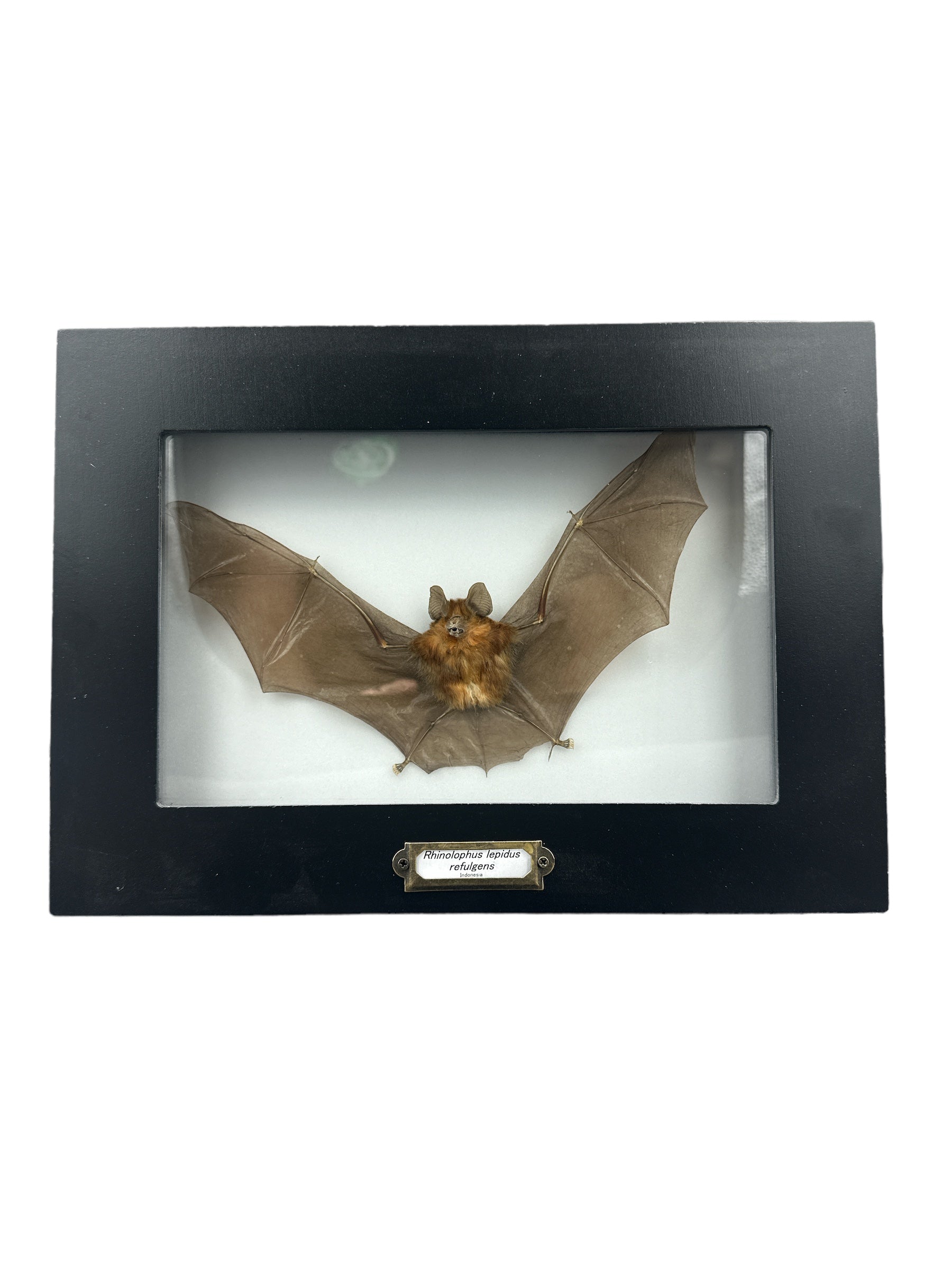 Chauve-souris fer à cheval de Blyth (Rhinolophus lepidus refulgens) - Cadre 5x9"