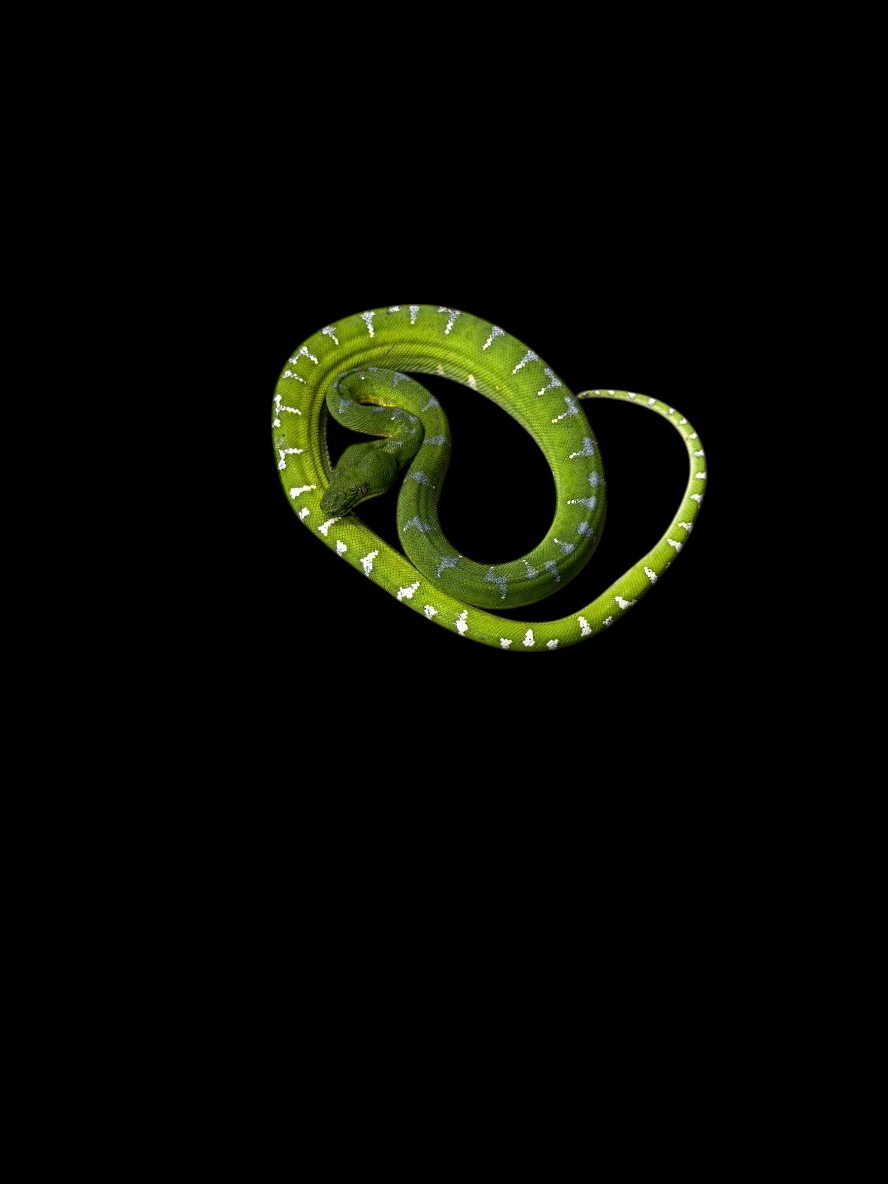 Emerald Tree Boa (Guyana)