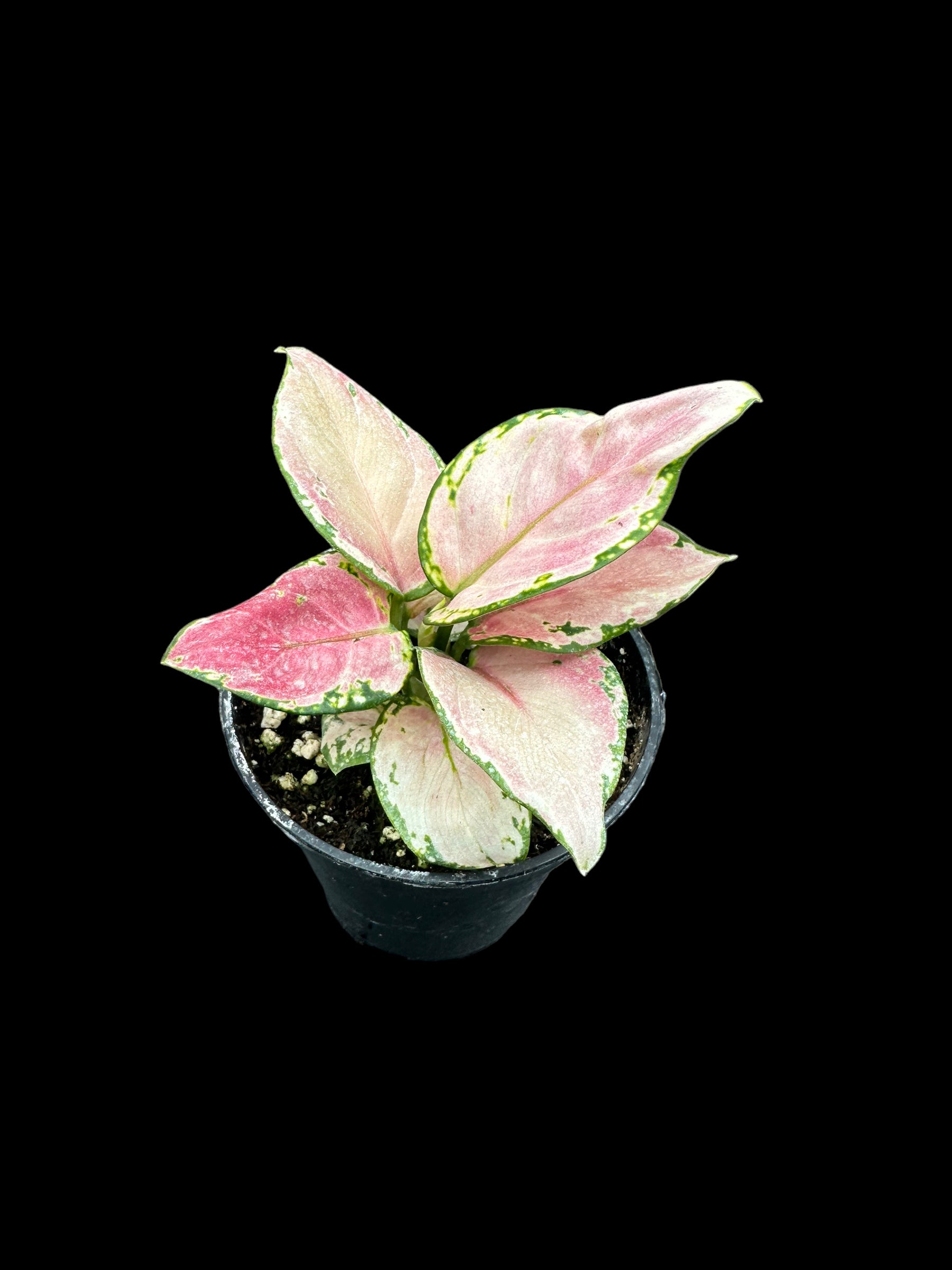 Aglaonema Geely Rouge