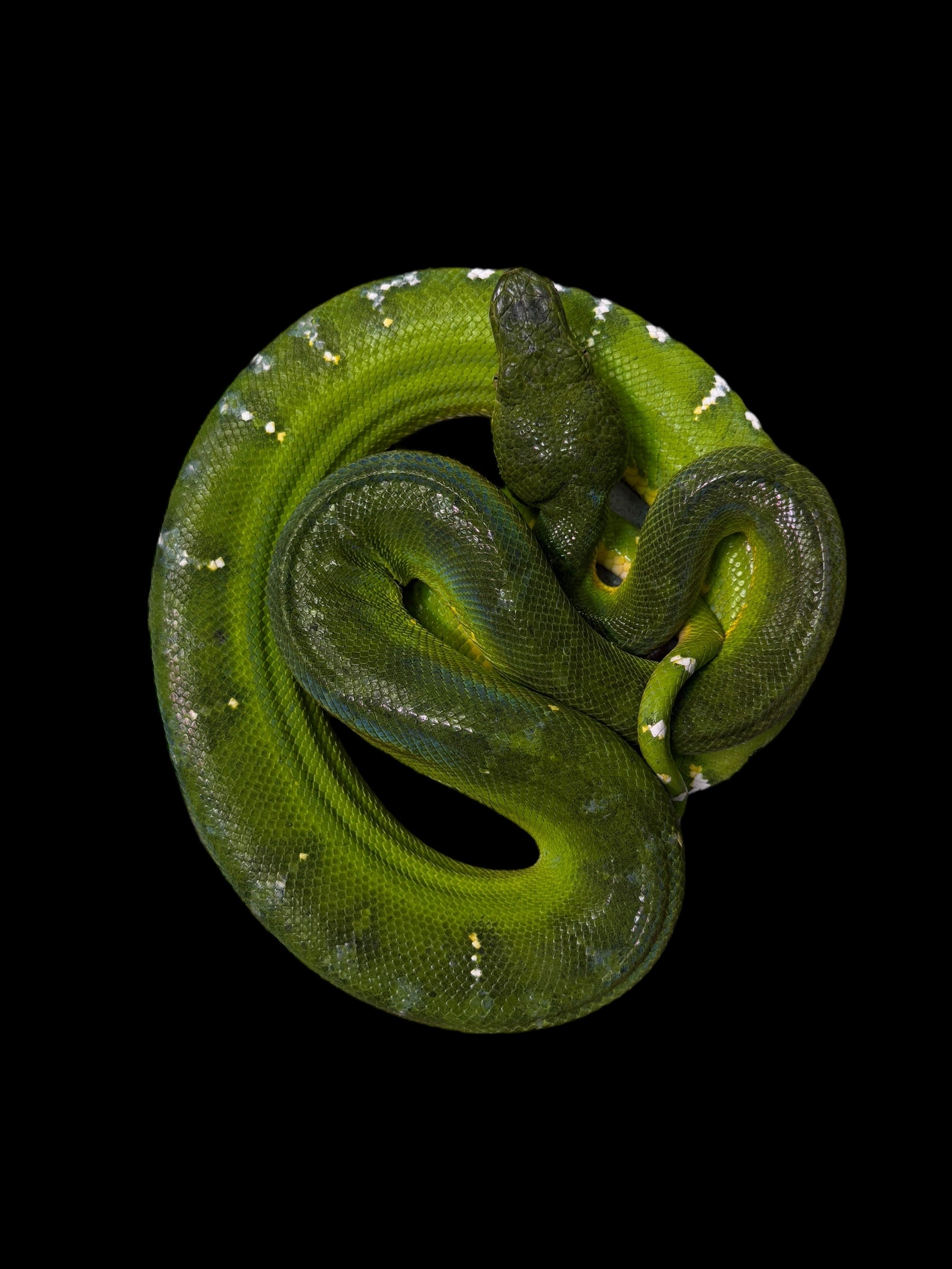 Emerald Tree Boa (Guyana)
