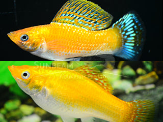 Molly léopard rouge