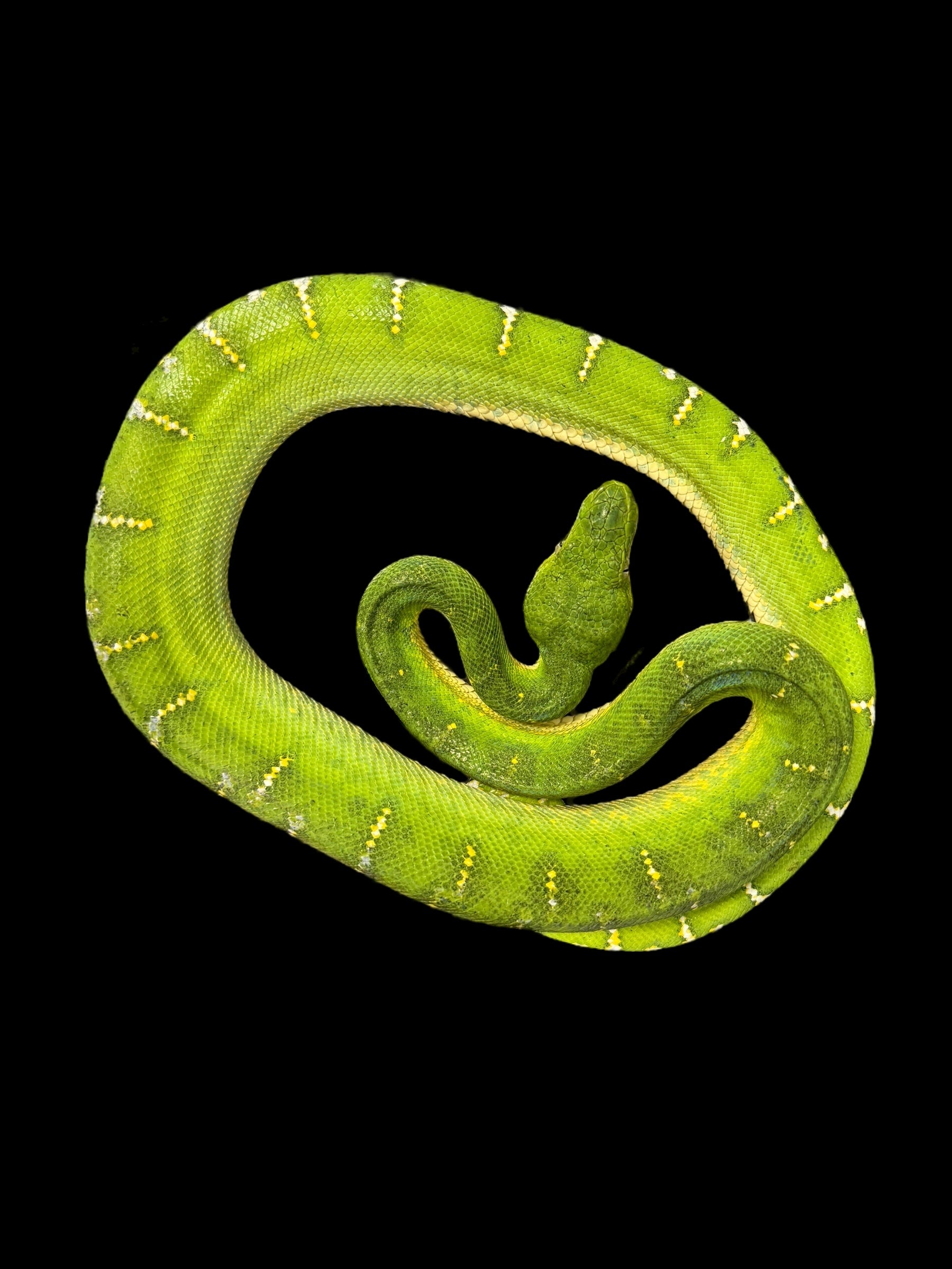 Emerald Tree Boa (Guyana)