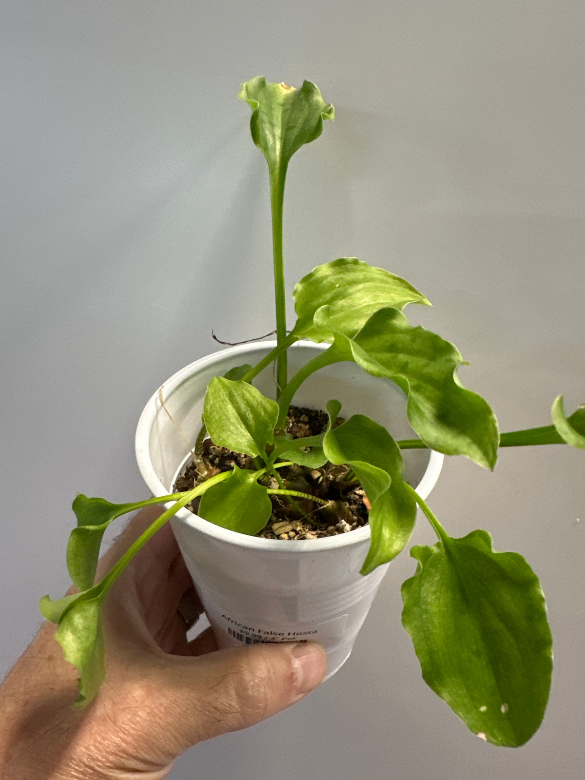 African False Hosta