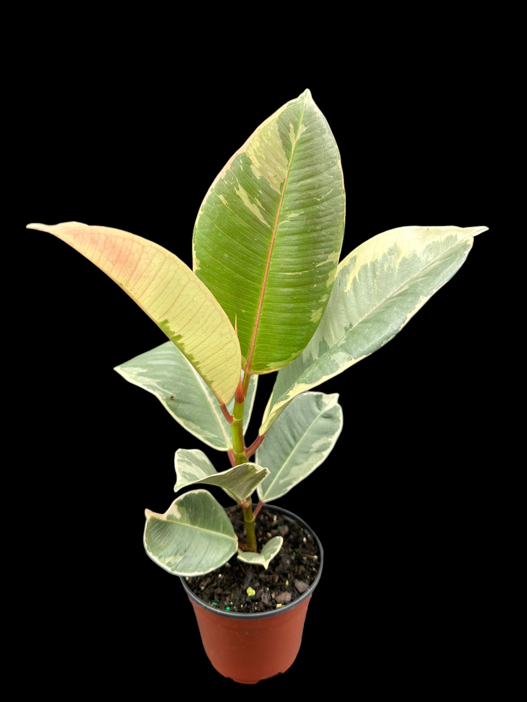 Ficus elastica 'Tineke'