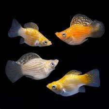 Ballon Molly (Assorti)