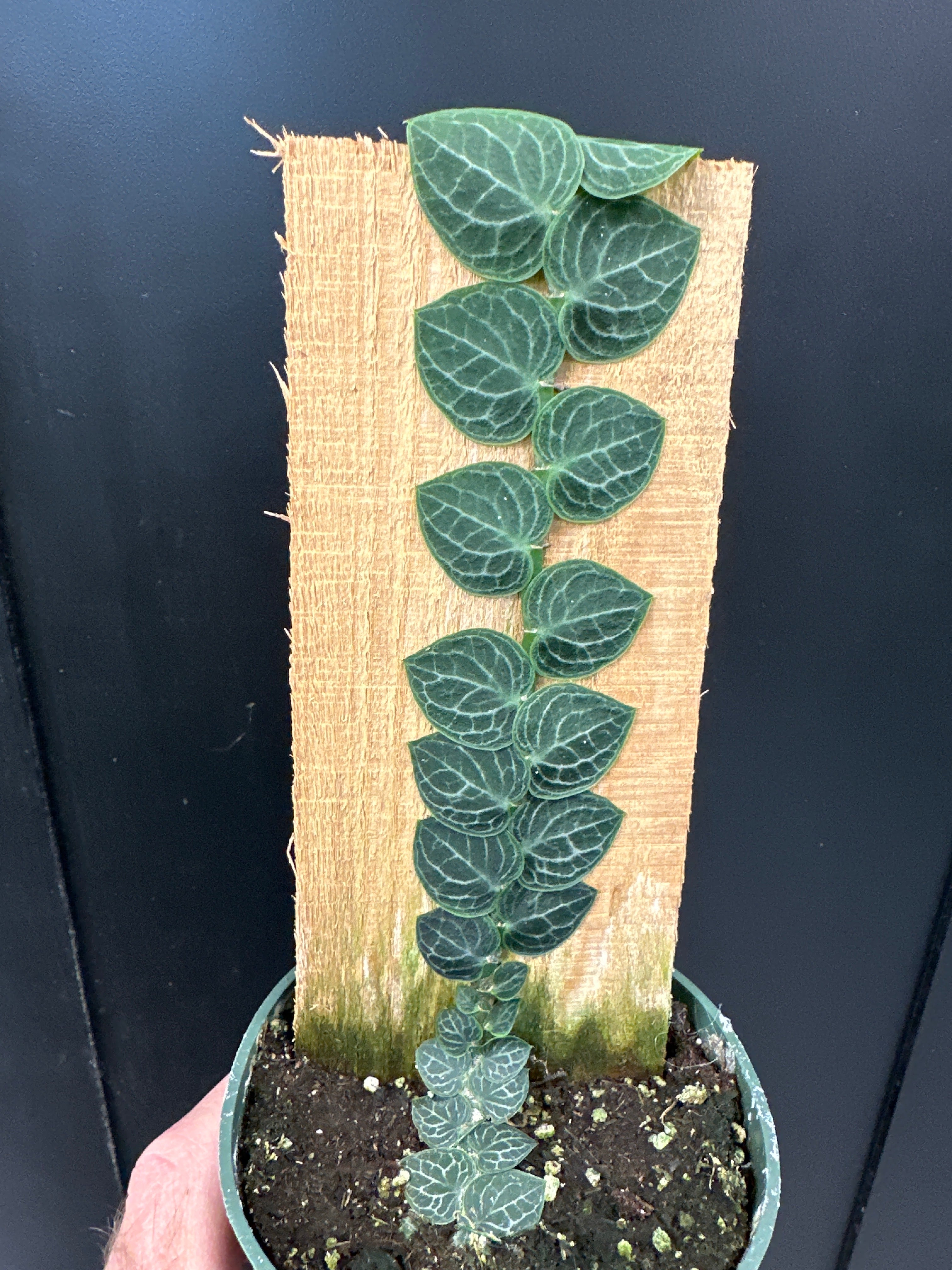 Rhaphidophora cryptantha