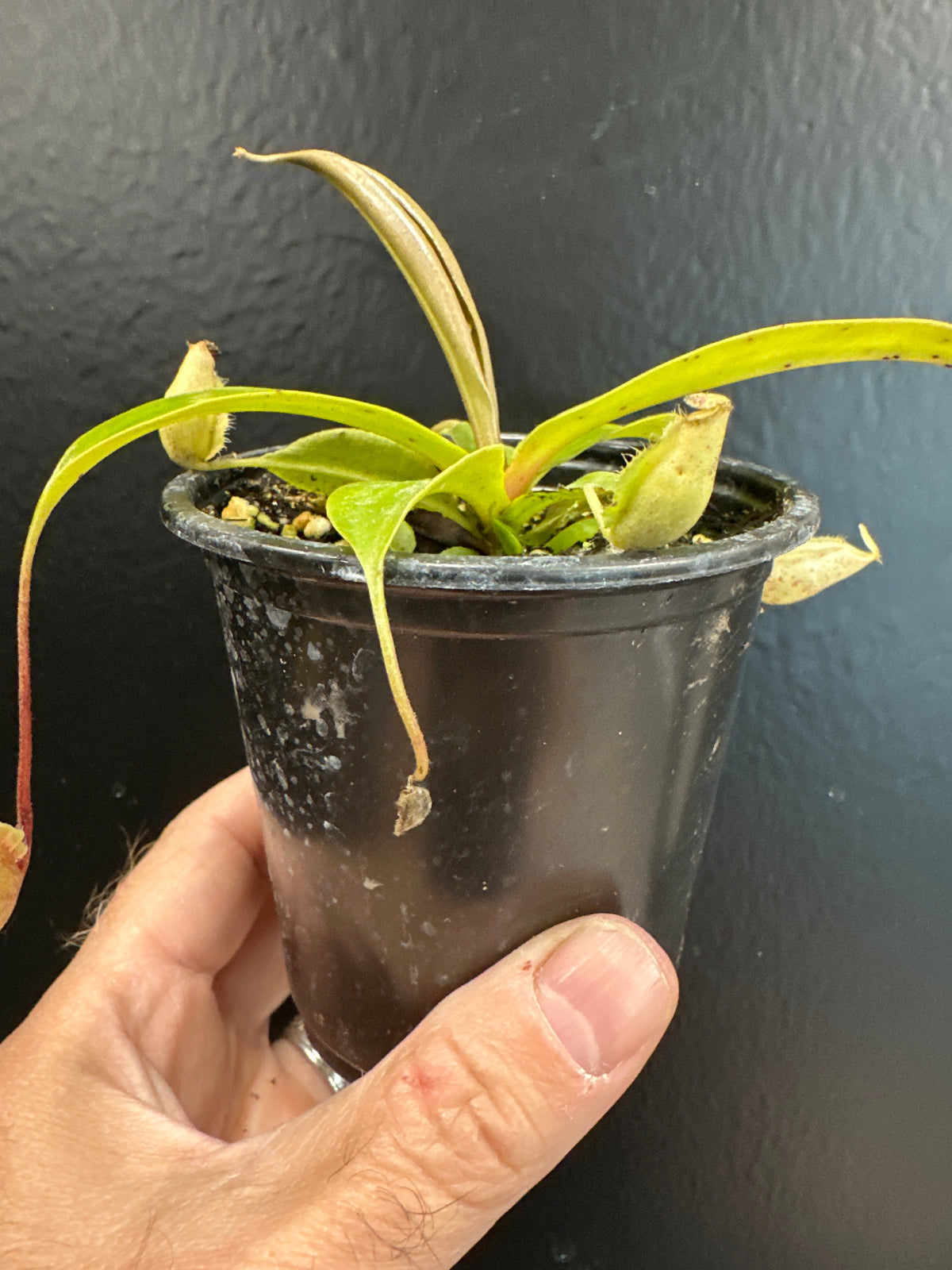 Nepenthes ampullaria x rafflesiana