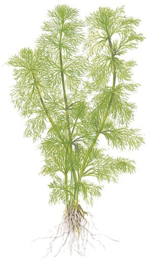 Tropica Limnophila aquatica 1-2-Grow