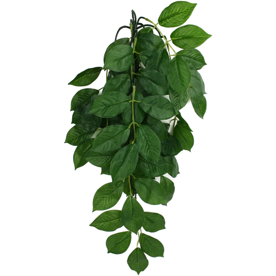 Komodo Bamboo Green Leaf Plant