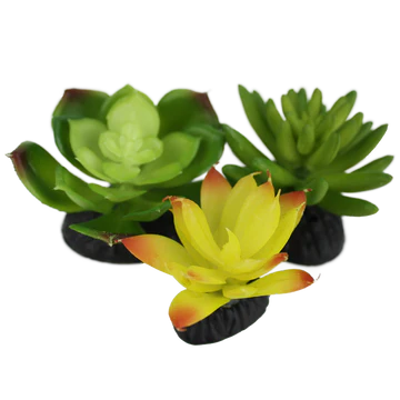 Lot de 3 succulentes Komodo
