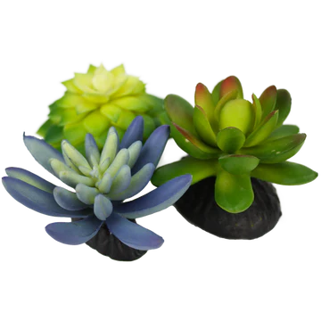 Lot de 3 succulentes Komodo