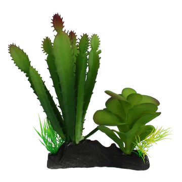 Komodo Cactus and Succulent