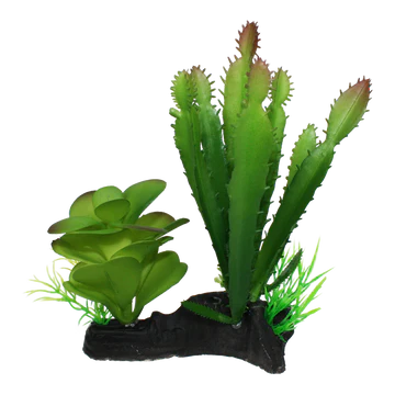 Komodo Cactus and Succulent