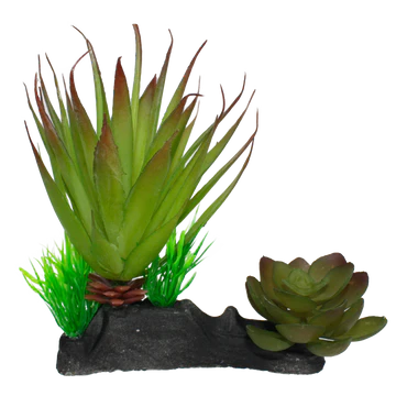 Plante succulente de Komodo