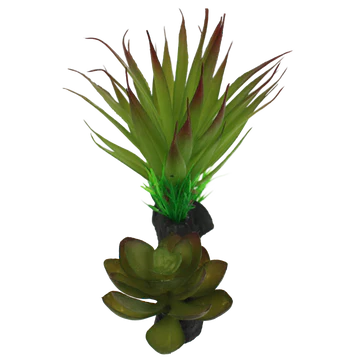 Plante succulente de Komodo