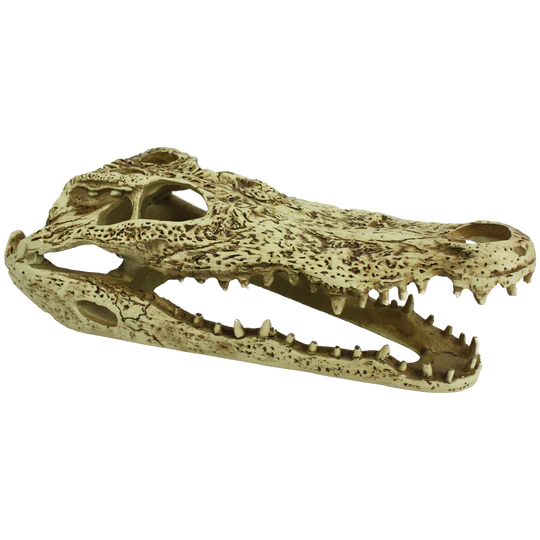 Komodo Alligator Skull