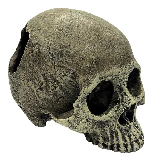 Komodo Human Skull