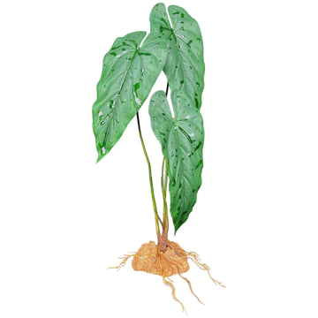 Philodendron de Komodo 18,9"