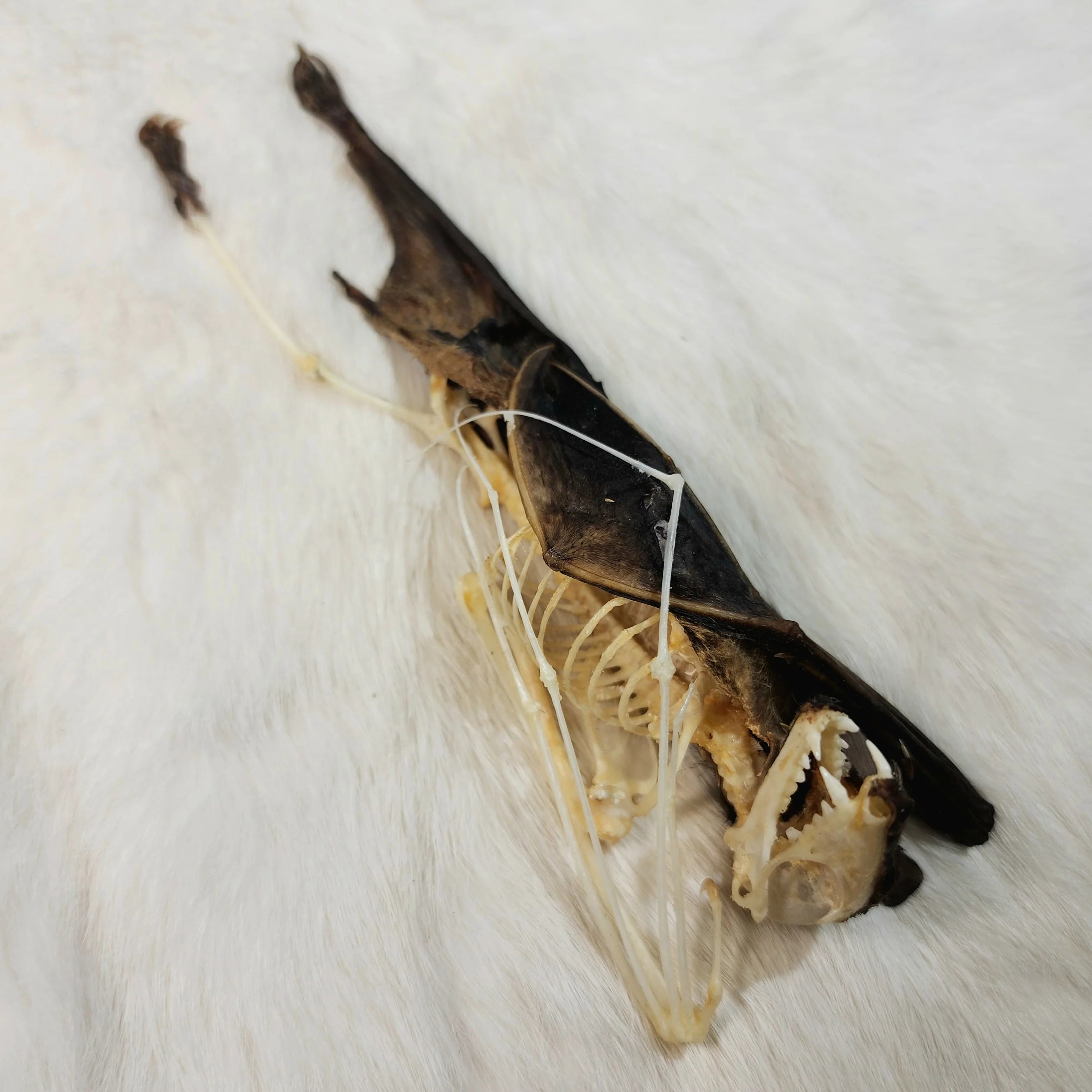 Chauve-souris nectarifère des cavernes – Anatomie comparée