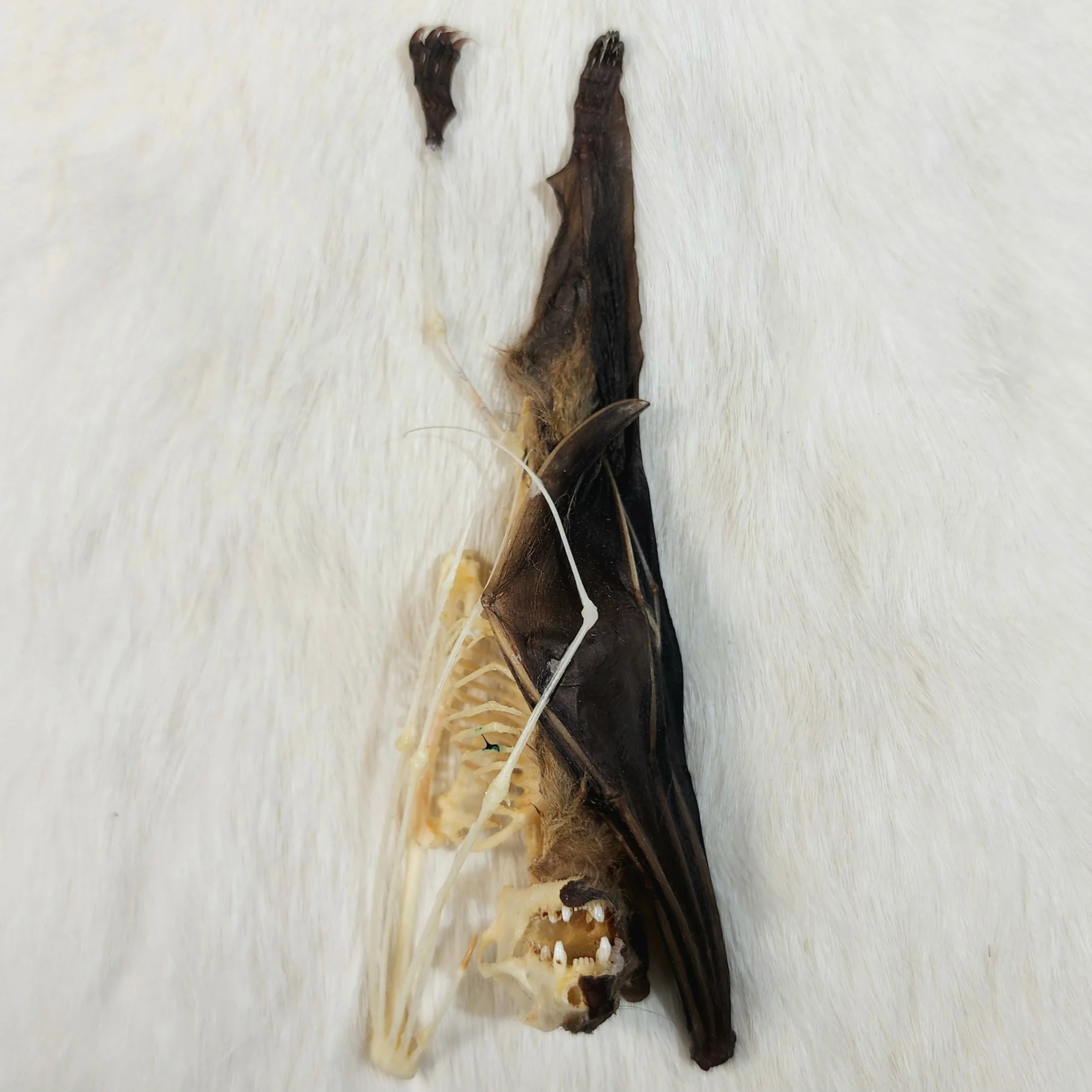Chauve-souris frugivore minuscule – Anatomie comparée