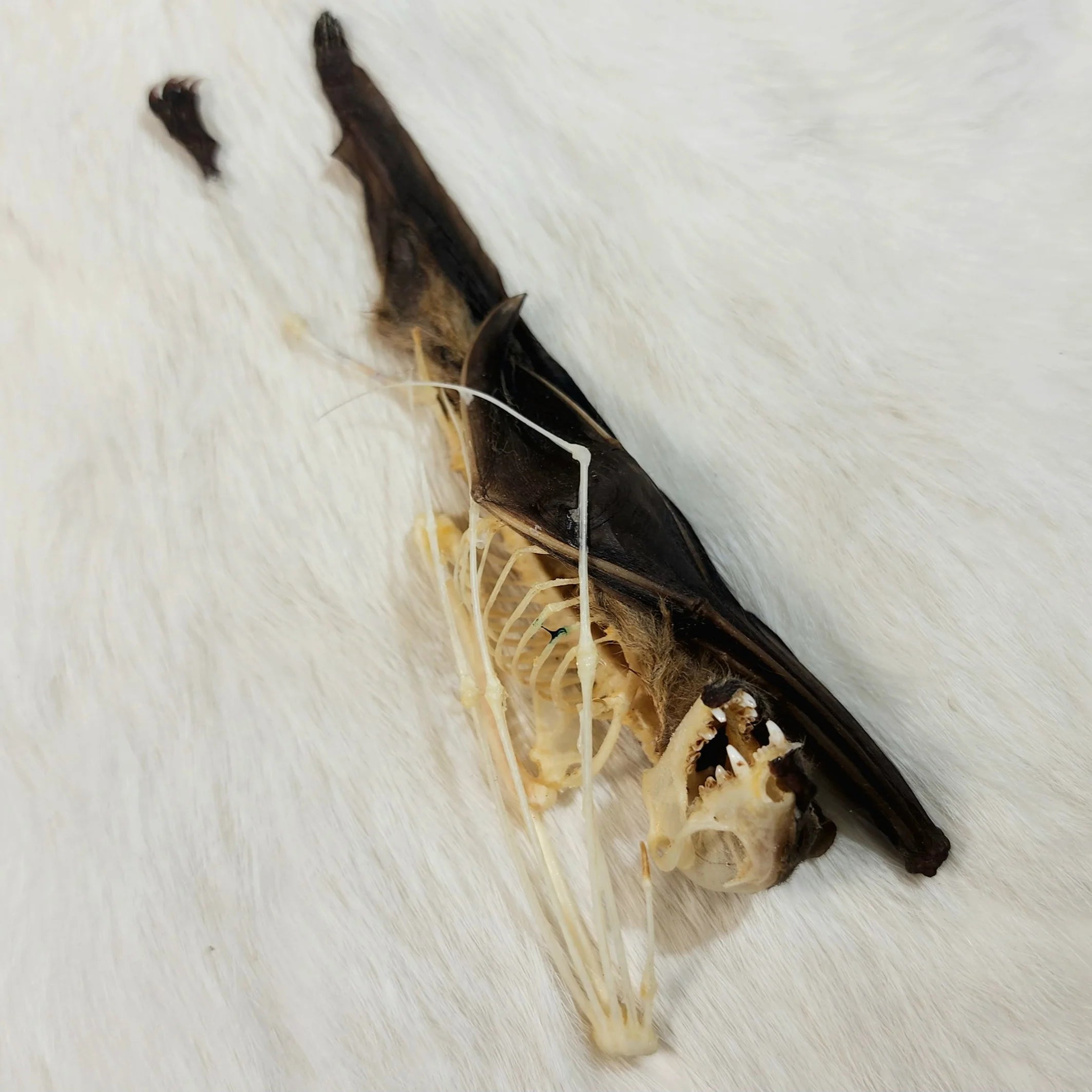 Chauve-souris frugivore minuscule – Anatomie comparée