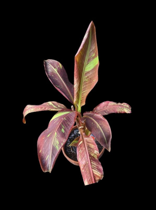 Musa Siam Red (Bananier)