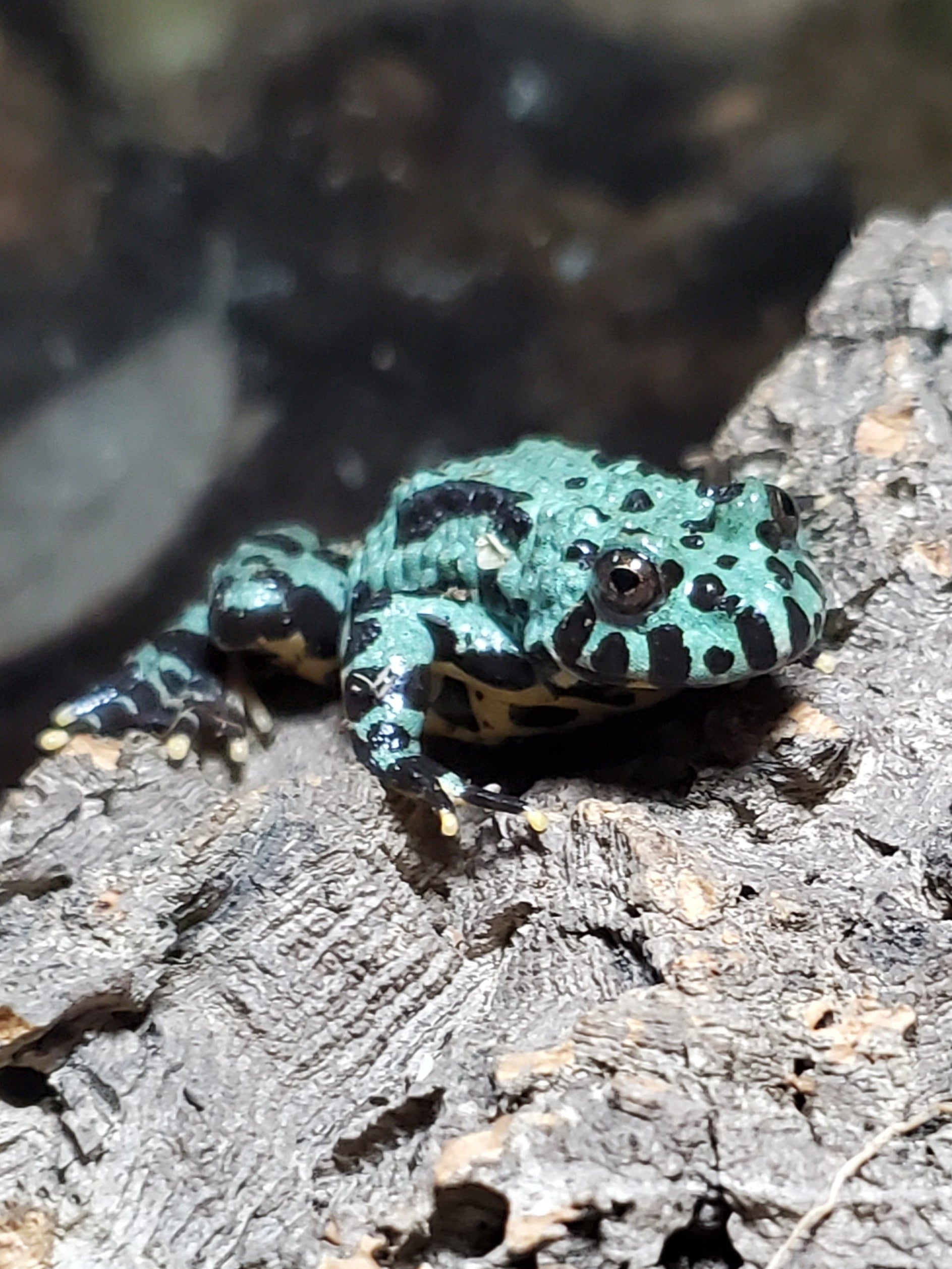 Oriental Fire-bellied Toad (Bombina orientalis) (Axanthic)