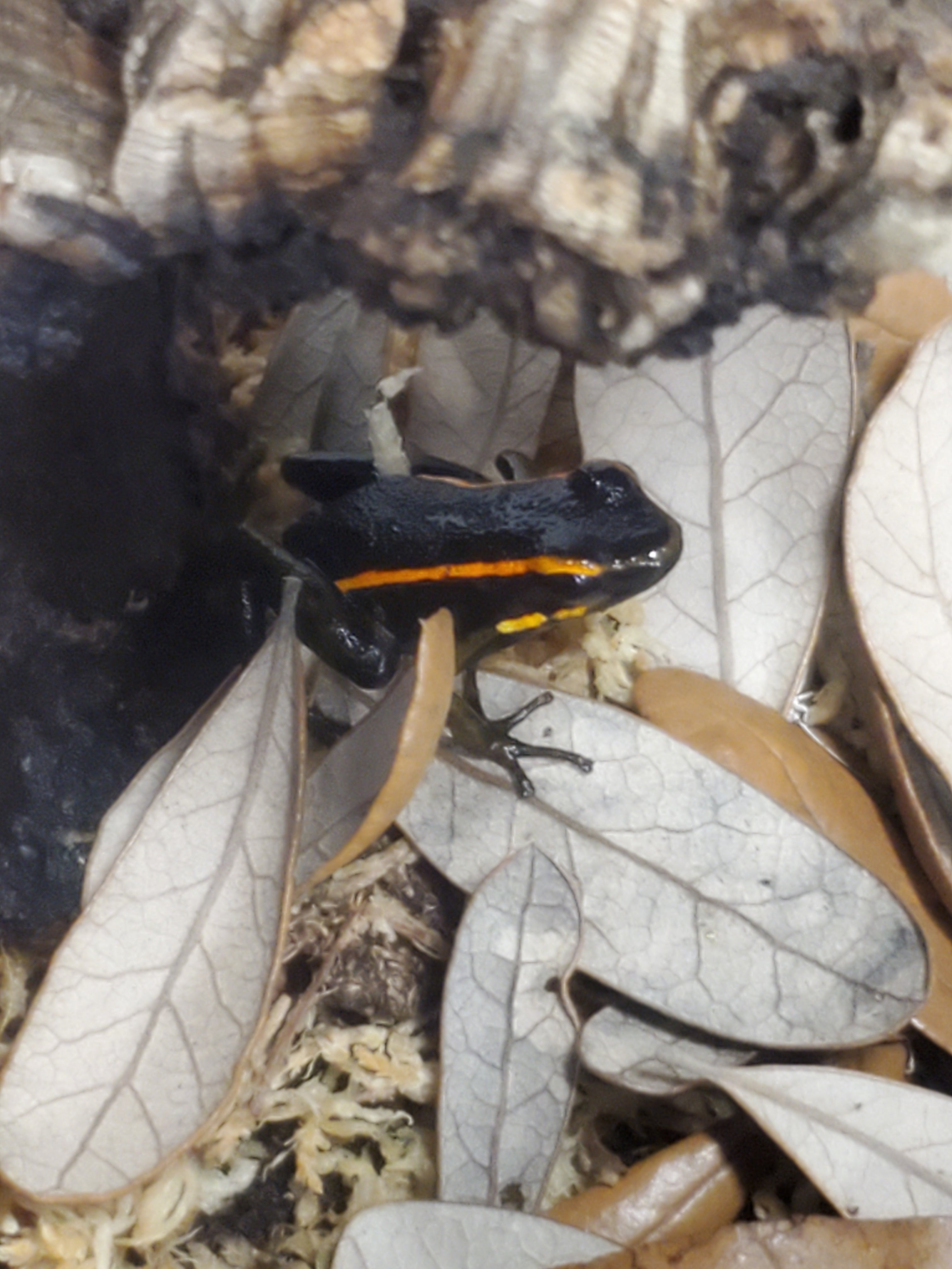 Ameerega trivittata 'Orange'