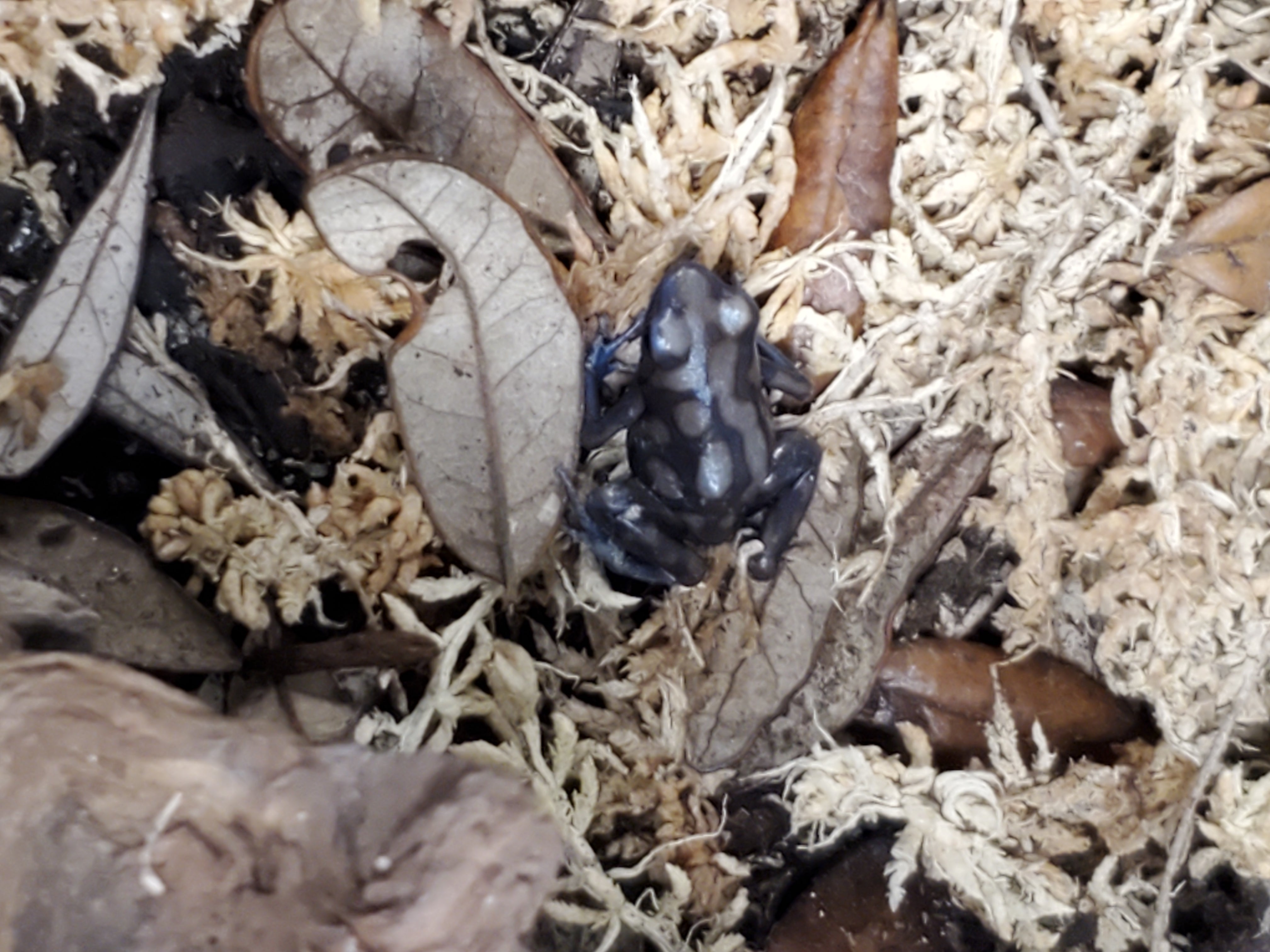 Dendrobates auratus "Pena Blanca"
