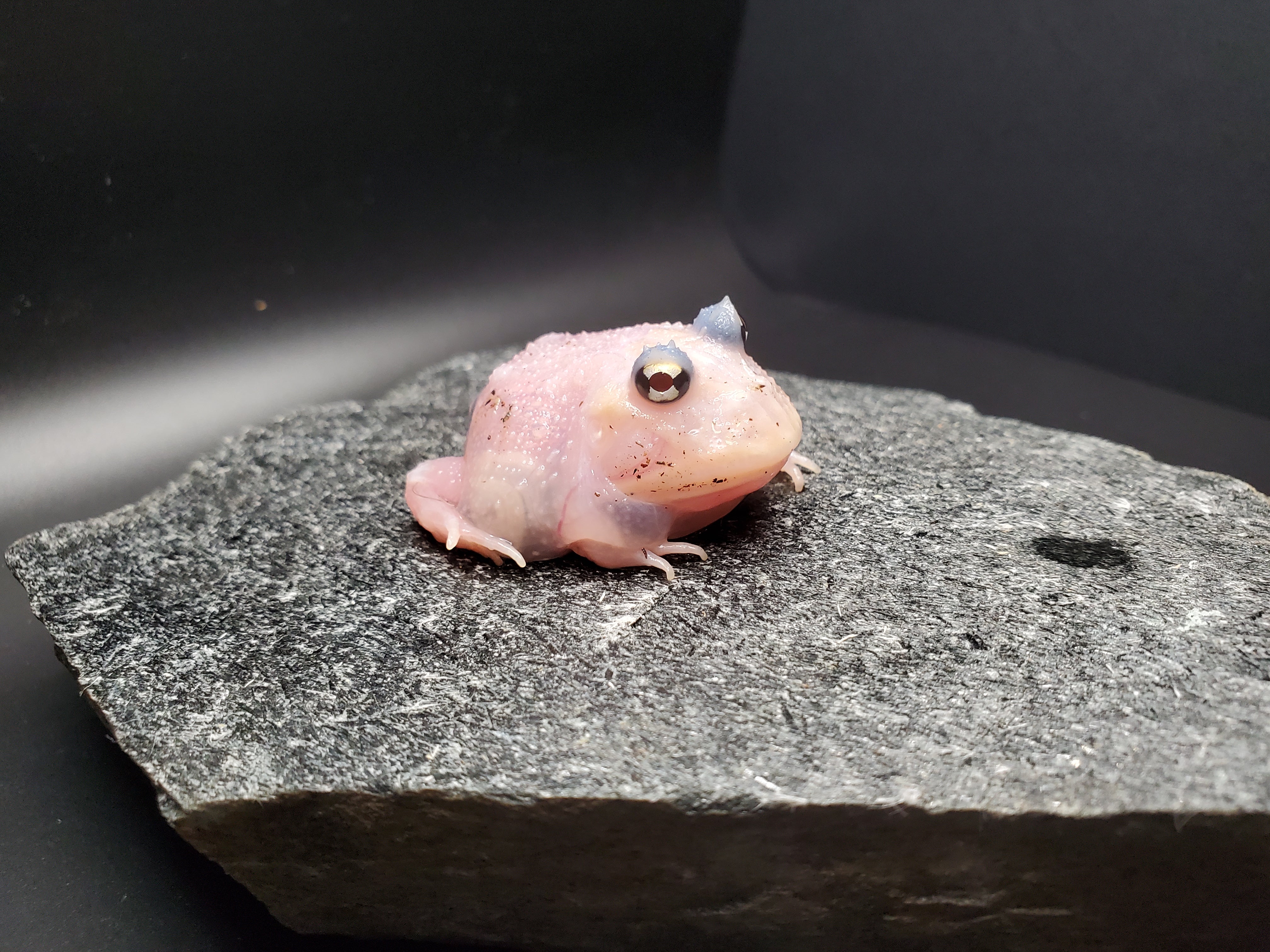 Pacman Frog (Translucent Mutant)