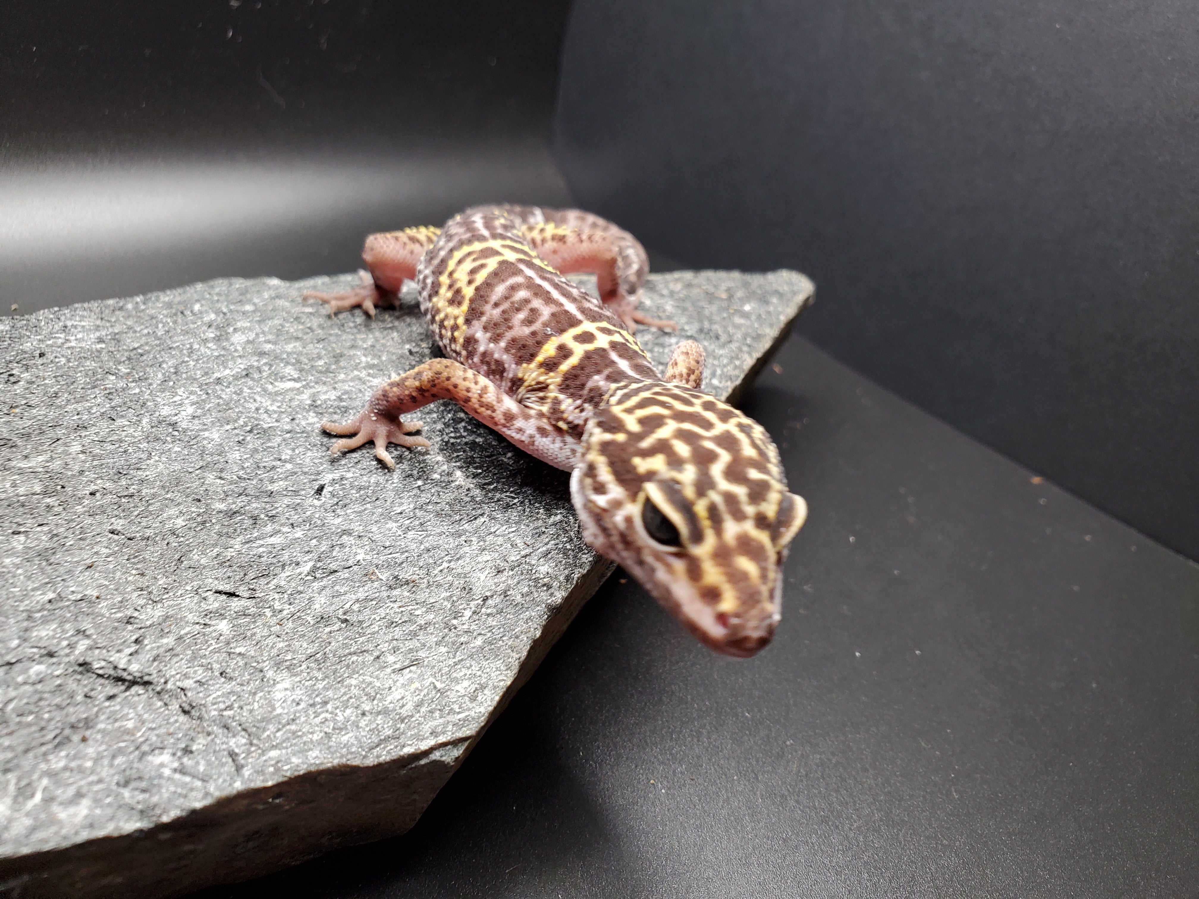 Satpura Leopard Gecko (Eublepharis satpuraensis)